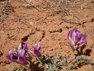 Fry Canyon (UT74) - purple flowers