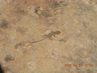 Fry Canyon (UT74) - slot canyon area - lizard