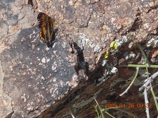 Snow Canyon - Butterfly trail - flower