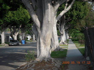 cool trees near Norm's house