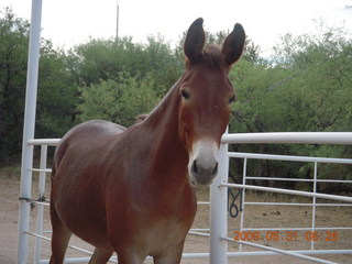Superior Airport (E81) run - horse