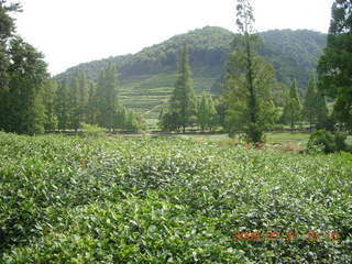 China eclipse - West Lake - tea plantation