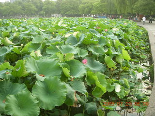 China eclipse - Hangzhou run - lotuses