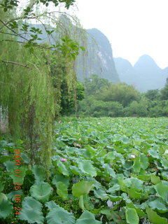 China eclipse - Yangshuo run - lotuses and mountains