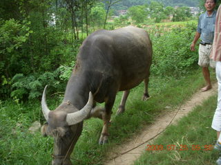 China eclipse - Yangshuo bicycle ride - walk to farm village - water buffalo