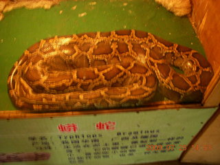 259 6xr. China eclipse - Guilin SevenStar park - reptile house - big snake