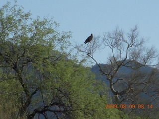 Superior Airport (E81) run - bird in tree