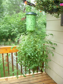 Linds' deck plants