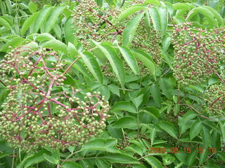 Japanese Garden - flower