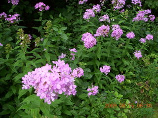 Japanese Garden