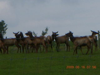 Kevin's place in Welch, Minnesota, run - elk