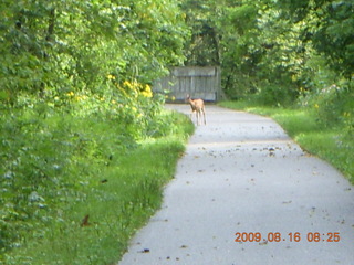 Kevin's place in Welch, Minnesota, run - elk