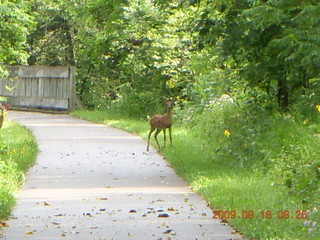 Kevin's place in Welch, Minnesota, run - deer