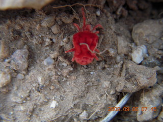 Sedona Airport (SEZ) wind spinners with moon
