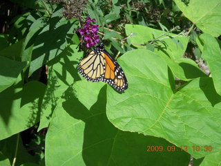 Philadelphia Zoo - butterfly