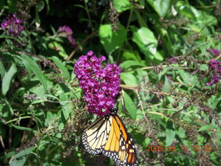 Snow Canyon - Butterfly trail - lava