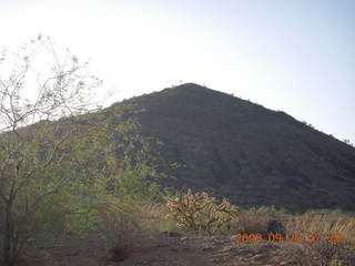 cactus on mountain top