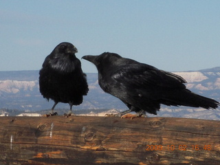 Bryce Canyon - two ravens