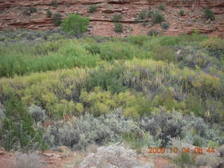 51 704. Escalante - Calf Creek trail