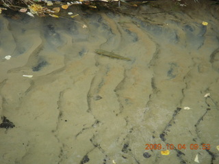 98 704. Escalante - Calf Creek trail - fish