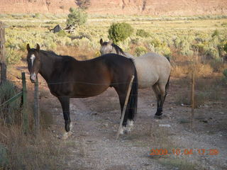 drive from Kodachrome - horses