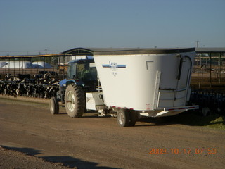 Chandler Airport (CHD) run along canal - cattle