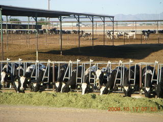 Chandler Airport (CHD) run along canal - cattle