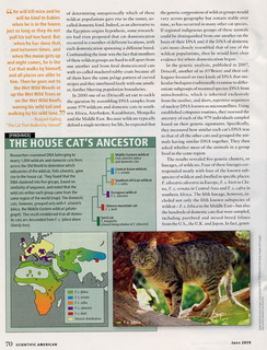 _Scientific American_ all about cats