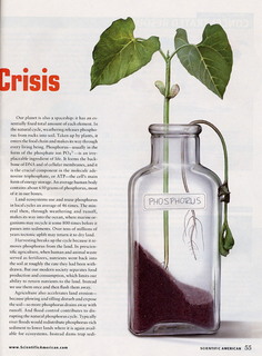 _Scientific American_ Phosphorus: A Looming Crisis