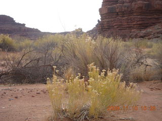 Lathrop trail hike - trees near Colorado River