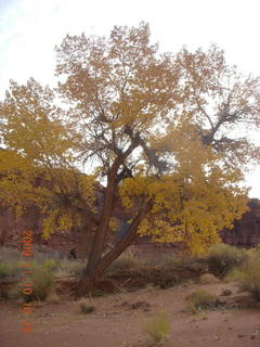 Lathrop trail hike - trees near Colorado River