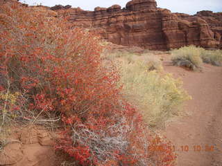 35 71a. Lathrop trail hike - trees near Colorado River