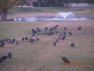 birds along the Green Belt in Scottsdale (testing a camera)