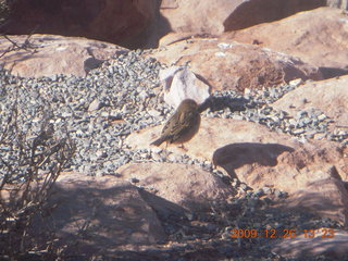 84 72s. Grand Canyon West - Guano Point - bird