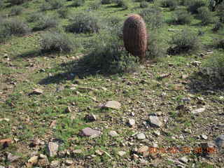 Lost Dog Wash run - green desert after a lot of rain