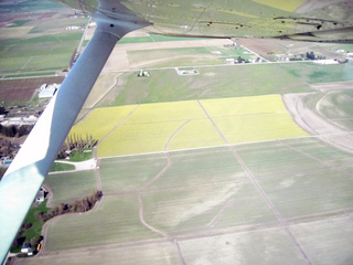 Charlie's pictures - Arlington flight - to Skagit (BVS) - daffodils instead of tulips