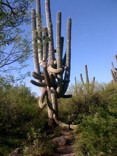 Metate Trail hike