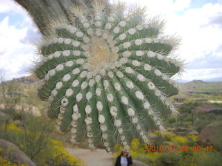 Pinnacle Peak hike - saguaro cactus close up