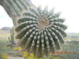 Pinnacle Peak hike - saguaro cactus close up