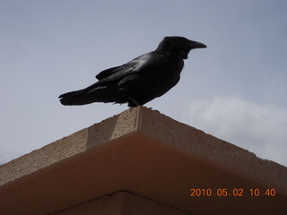 84 772. raven at Canyonlands