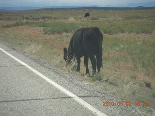 road to Dead Horse Point - cow