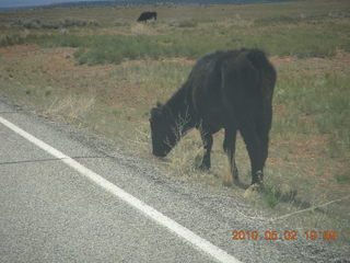 90 772. road to Dead Horse Point - cow
