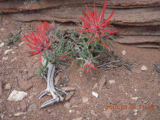 93 772. Dead Horse Point hike - flowers