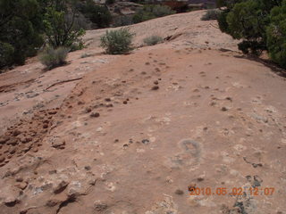 119 772. Dead Horse Point hike - rock nodules