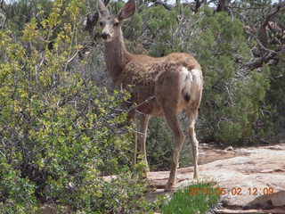 123 772. Dead Horse Point hike - mule deer