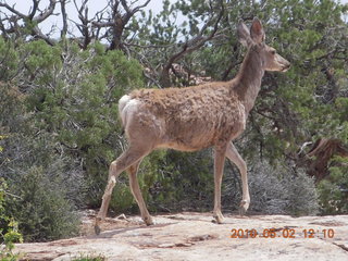 124 772. Dead Horse Point hike - mule deer