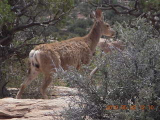 125 772. Dead Horse Point hike - mule deer