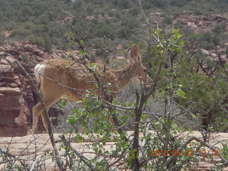 126 772. Dead Horse Point hike - mule deer