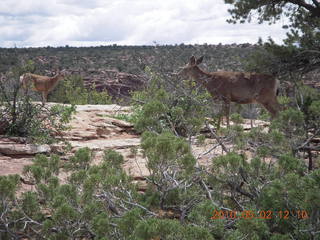 127 772. Dead Horse Point hike - mule deer