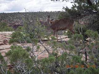 128 772. Dead Horse Point hike - mule deer